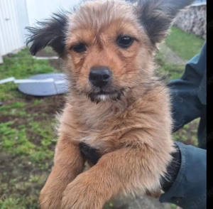 Kleine Welpen 12 Wochen Mädchen 