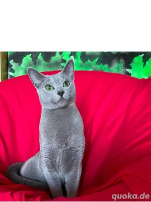  Kastrierte Russisch Blau  mit Stammbaum Bild 9