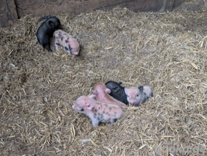 Tea Cup Minischweine Minischwein Ferkel Sau Eber Schwein 