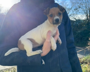 Jack-Russell-Welpe (Hündin)
