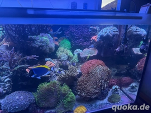 Diverse korallen zur Abgabe , goniopora, euphylia, acropora 