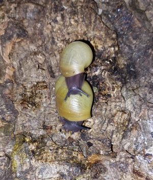 Archachatina marginata Icterica, Achatschnecken Bild 2