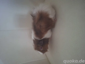 Junges Meerschweinchen, Bock, 8 Wochen