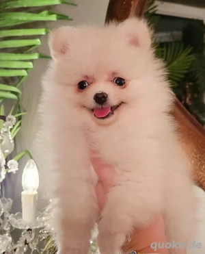 Zwergspitz-Pomeranian welpen suchen ein neues Zuhause!
