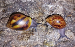 Achatina Achatina, Tigerachatschnecken 