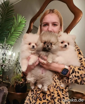 Bezaubernde reinrassige Zwergspitz-Pomeranian welpen