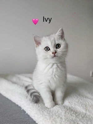 Fluffige BKH Schmusekätzchen   zum Verlieben!