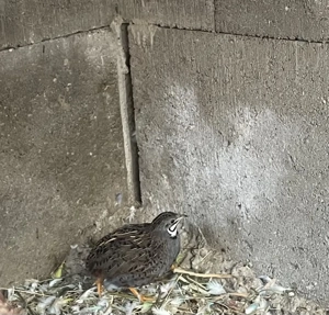 Ein paar Chinesische Zwergwachteln Zwergwachtel 