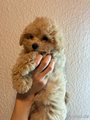 Maltipoo F1 