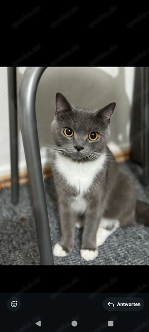 Wunderschöne BKH Prinzessin 