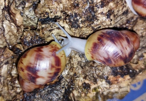 Archachatina marginata Suturalis Silverbody, Achatschnecken