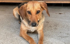 Schüchterne Gretchen sucht Schutzzone