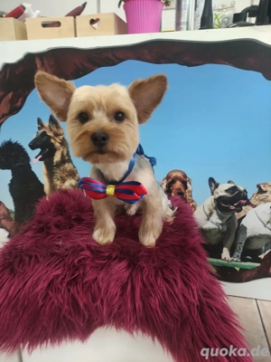 Yorkshire Terrier sucht ein liebevolles neues Zuhause