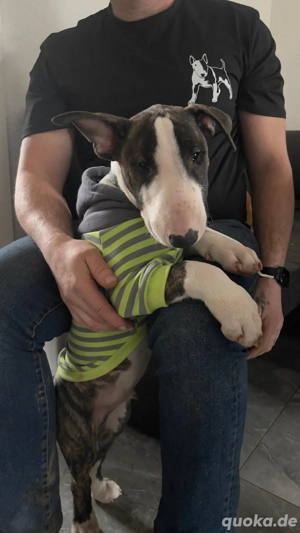 Standard Bullterrier, FCI , Rüde