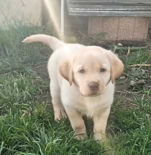 Sieben zuckersüße reinrassige gelbe Labrador-Welpen suchen ein liebevolles Zuhause!