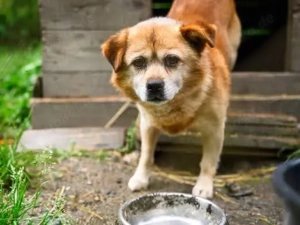 Schüchterner Pucki sucht ruhiges Zuhause