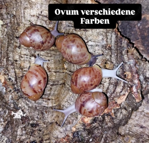 Archachatina marginata Ovum, Achatschnecken