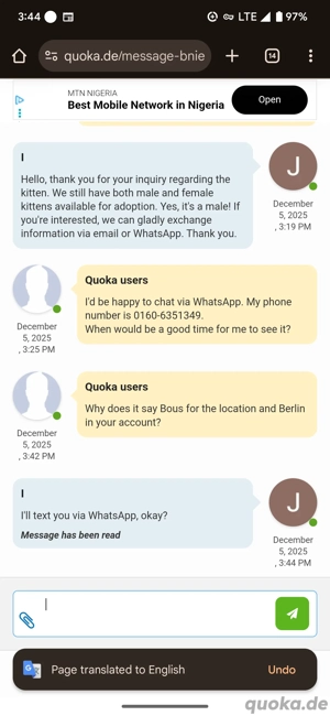 Britisch Kurzhaar-Kätzchen zur Adoption