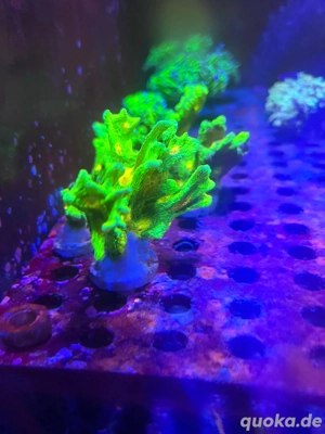 Meerwasser Korallen Pectina space invader