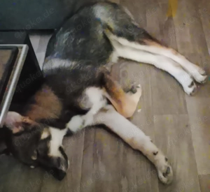 Australien Shepherd Wolfsspitz mix 