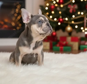  Einzigartige Blue-Tan Welpin   Dein Weihnachtswunder! 