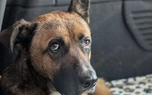 Schenkst du Branko ein neues Leben?