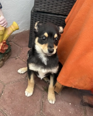 Bonny ein verschmuster Pinschermix  Bild 2