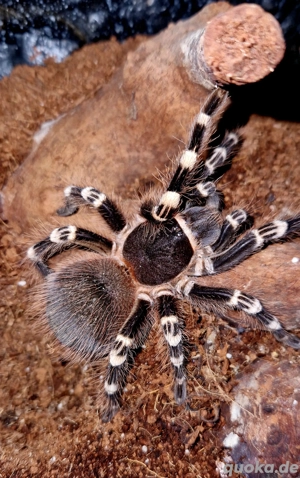 Vogelspinne 0.1 Acanthoscurria geneculata