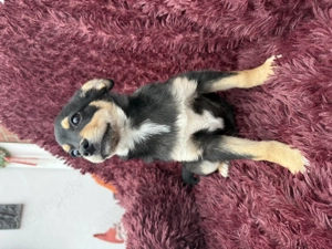 Bonny ein verschmuster Pinschermix  Bild 4