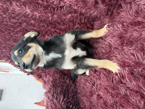 Bonny ein verschmuster Pinschermix  Bild 6