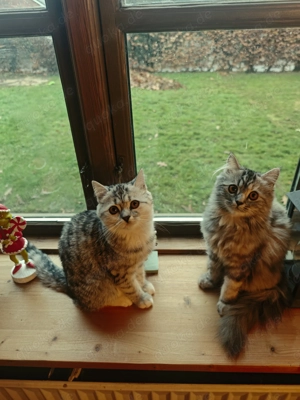 Bkh Britisch Kurzhaar Mix  Kitten