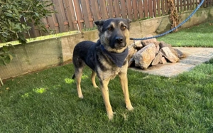 Traumhund Rick sucht seine Menschen Bild 4