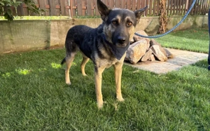 Traumhund Rick sucht seine Menschen Bild 5