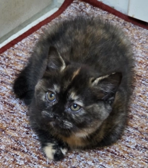 BKH-weiblich Black Tortie