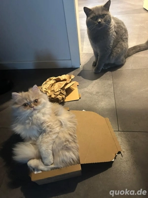 BKH-Kater & Perser-BKH-Mix abzugeben   gerne zusammen