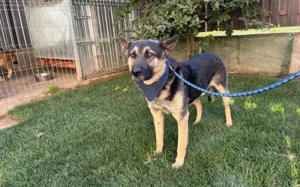 Traumhund Rick sucht seine Menschen Bild 3