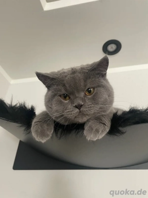 BKH-Kater & Perser-BKH-Mix Mädchen abzugeben 