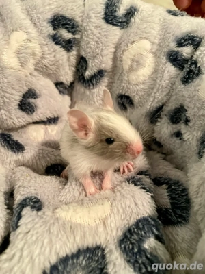 Wir haben bunten Degu-Nachwuchs   