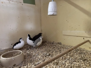 Zwergwachteln abzugeben