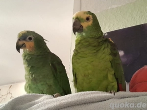 papagei amasonn