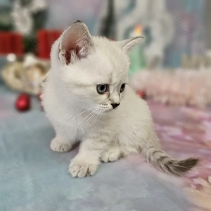 Nur noch ein.Brit.kurzhaar Kitten,Männlein,mit 2 Impfungen!!Kitts, Katzen.Käztzchen Babys mit allem