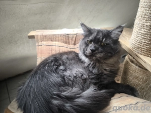 Stolzer Maine Coon Kater  Bild 5