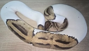 2.3 Königspythons abzugeben 