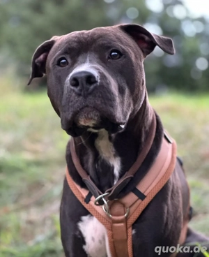 Junghund, Rüde, Mischling Bully