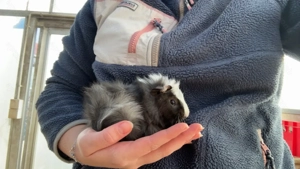 Meerschweinchen Männchen abzugeben