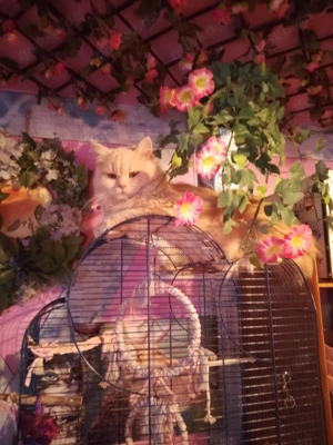 Ausnahmeschöner(!) creme(!) gestromter(!) Angora-Jungkater gegen bloße(!)Schutzgebühr(!) abzugeben!