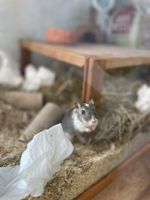 Monglische Wüstenrennmaus (Weibchen) zu verschenken