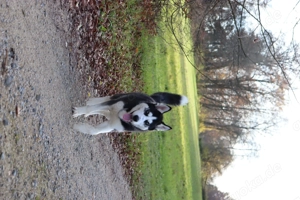 Liebe Husky Hündin sucht neuen Wirkungskreis 
