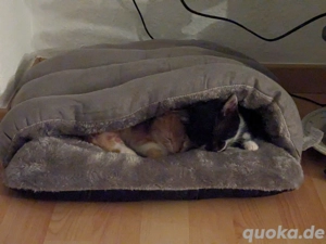 Zwei süße Kitten an ein liebes zu Hause abzugeben