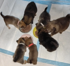 6 STK chihuahua pomeranian pomchi Welpen suchen liebesvolles zu hause 4 Rüden 2 Weibchen